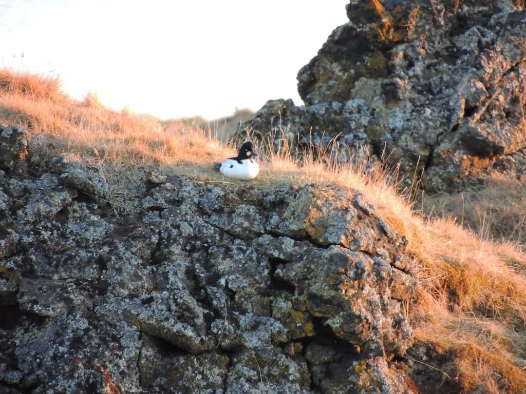 Dimmuborgir Guesthouse Myvatn Exterior photo